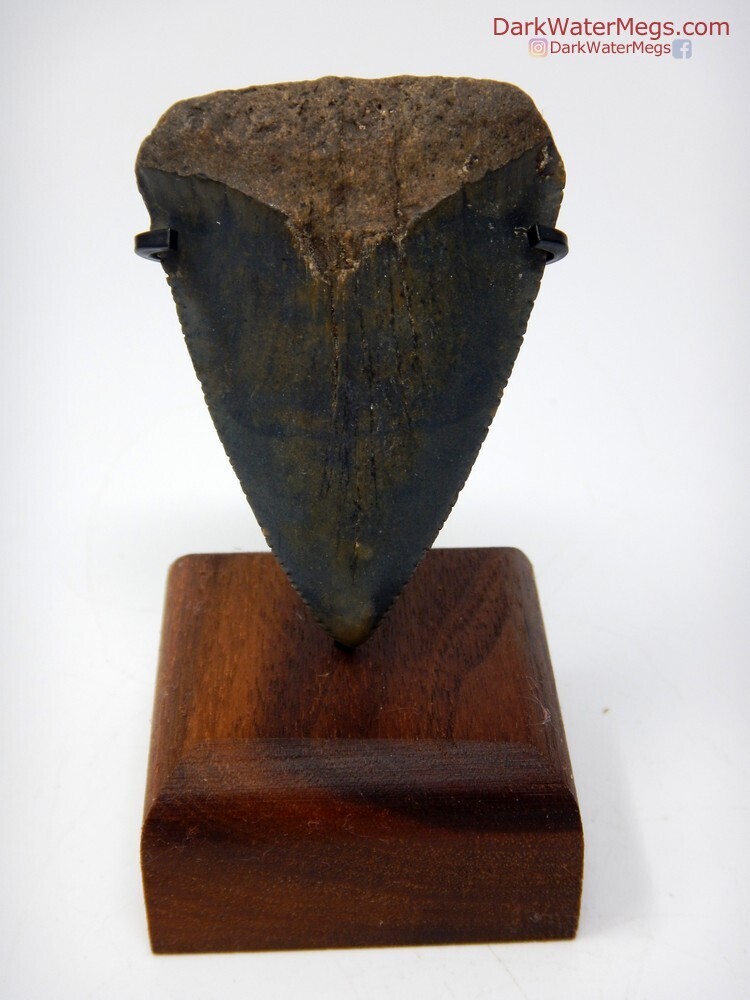 2.22&quot;very large great white fossil
