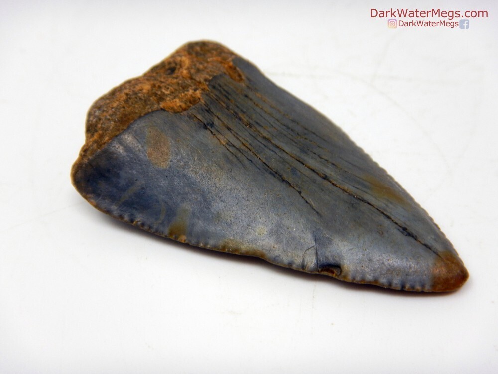 2.01&quot; fossil great white