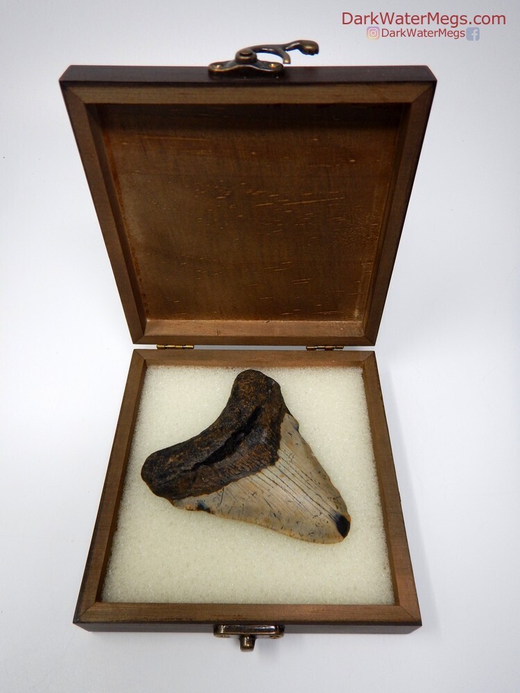 3.71&quot; patterned bladed megalodon in box