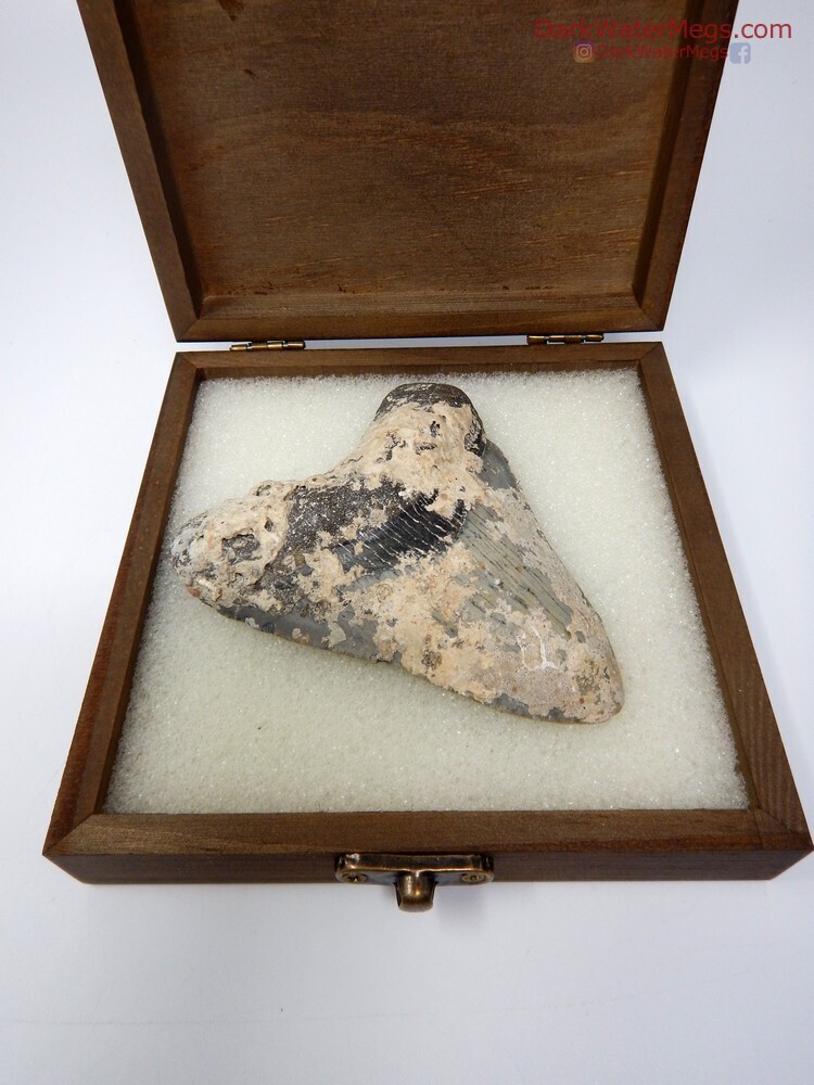 3.94&quot; uncleaned megalodon in box
