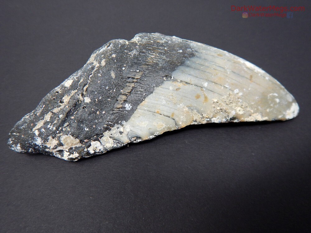 5.40&quot; giant uncleaned megalodon
