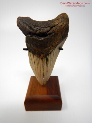 3.10" baby megalodon with stand