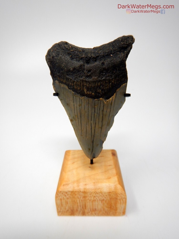 3.04&quot; juvenile megalodon with stand