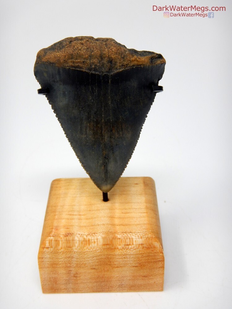 2.14&quot; dark blue blade fossil great white