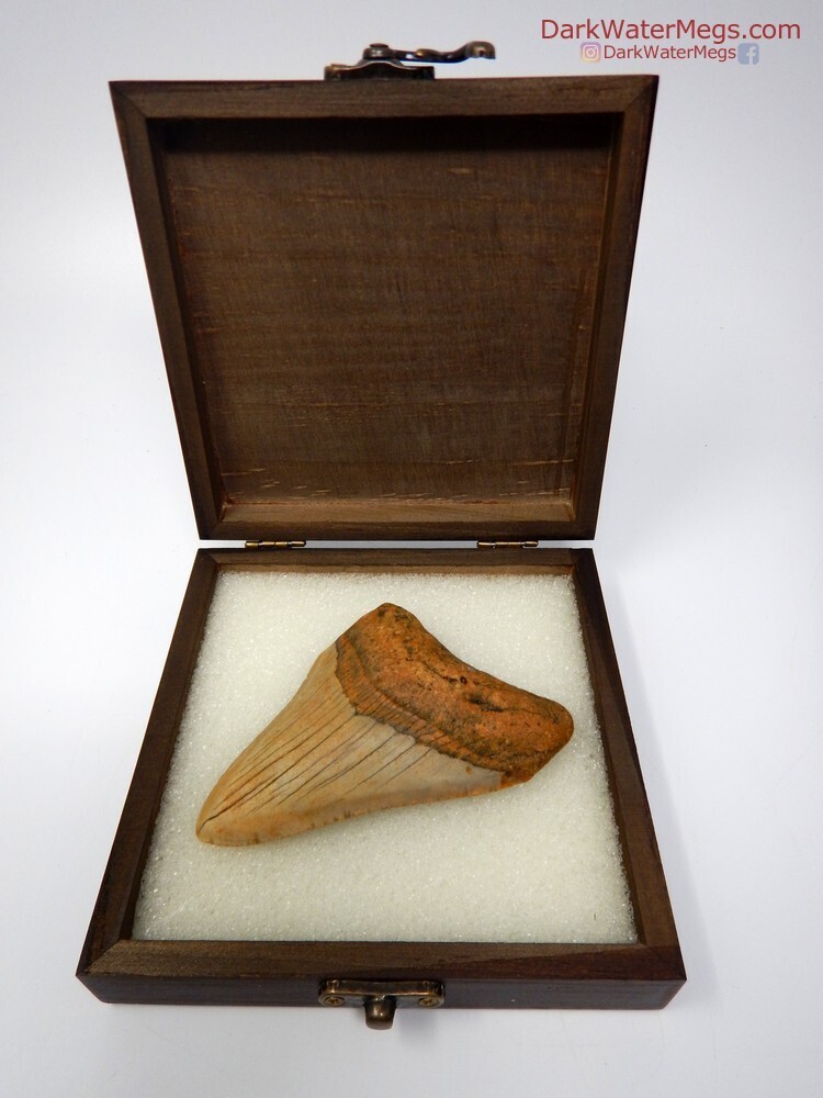 4.00&quot; gold and tan megalodon in box
