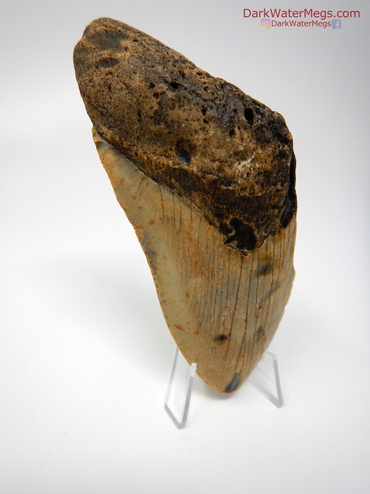5.16&quot; massive light colored megalodon