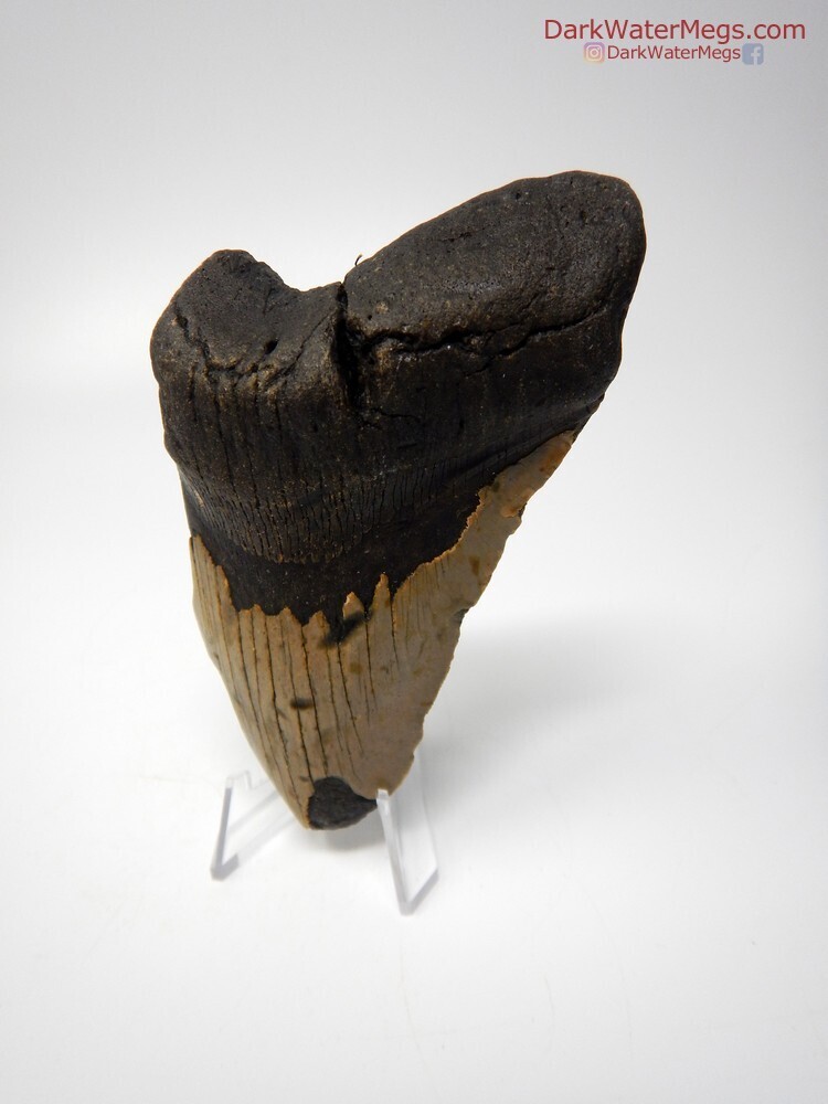 4.80&quot; very large megalodon with stand