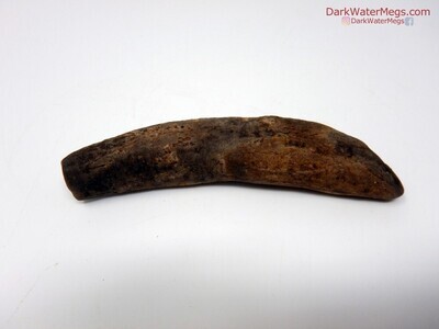 3.23" dark whale fossil