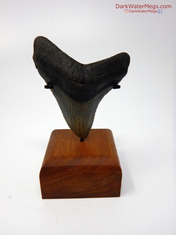 2.38" beautiful baby megalodon with stand