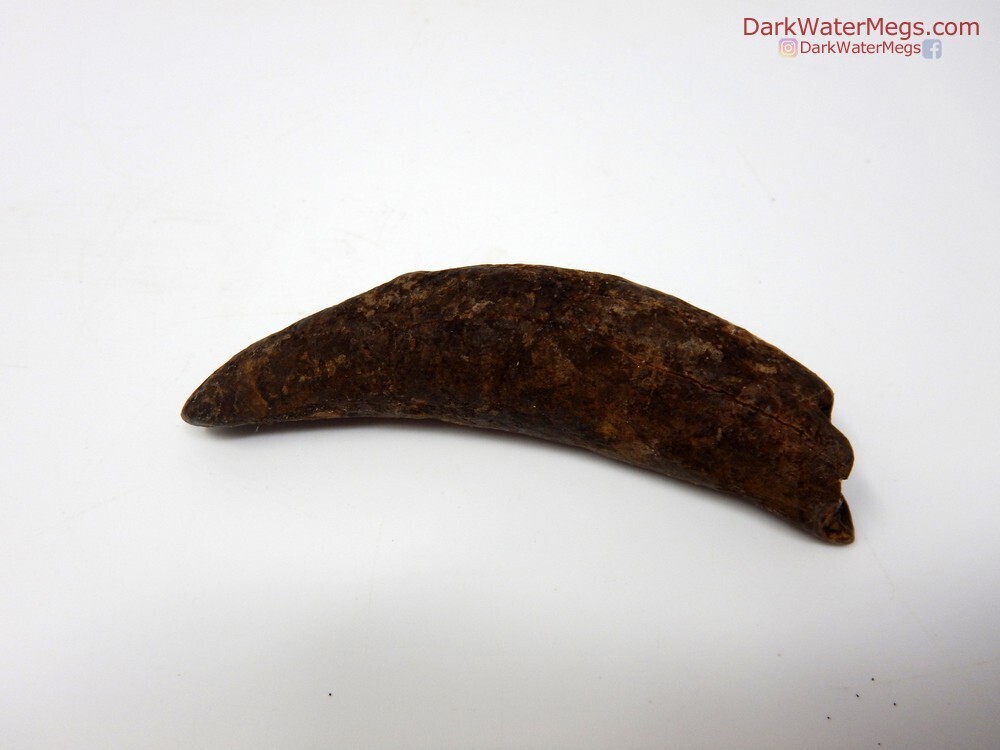 3.02&quot; dark whale fossil