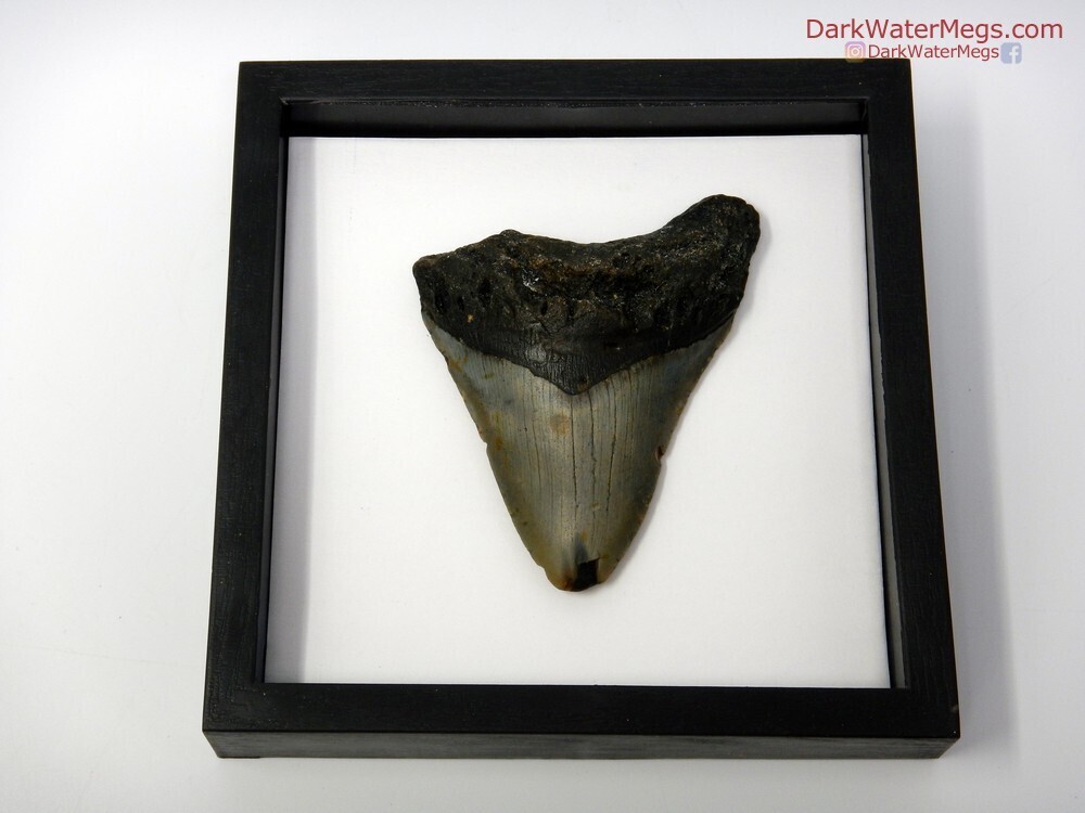 3.79&quot; dark megalodon in frame