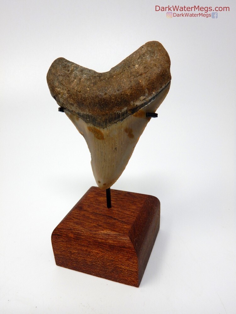 2.72&quot; cruved baby megalodon with stand