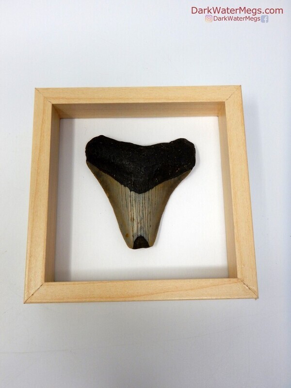 2.69"megalodon in frame