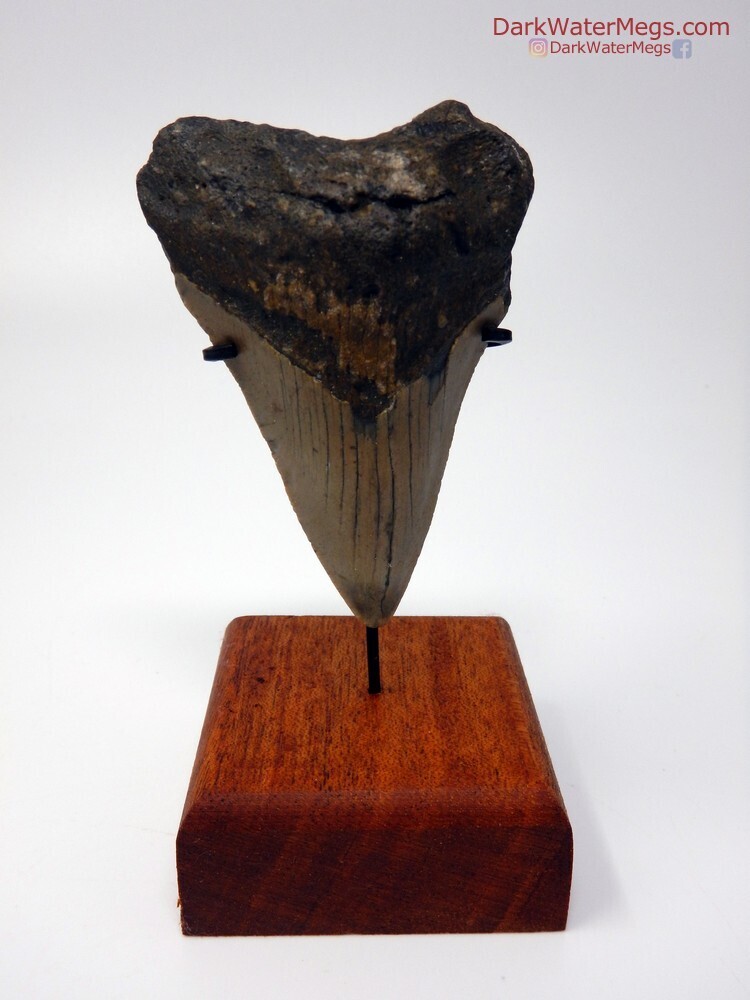 2.95&quot; young megalodon with stand