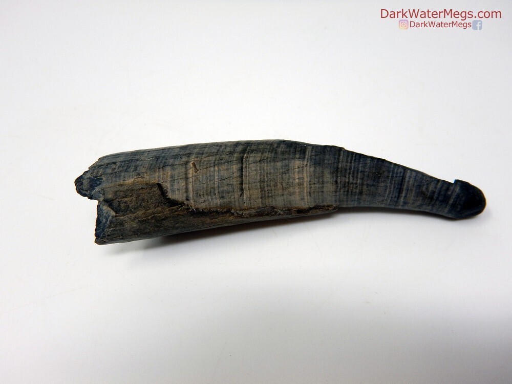 2.99&quot; ringed whale fossil