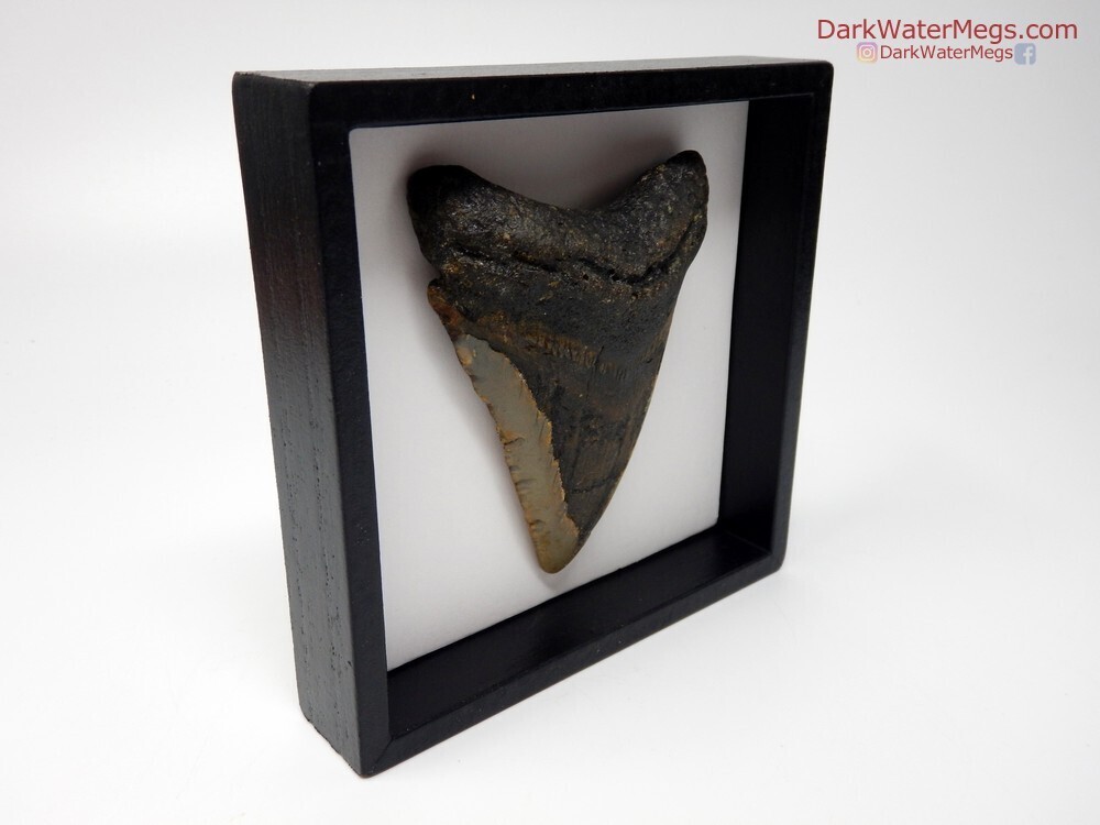 3.72&quot;megalodon in frame
