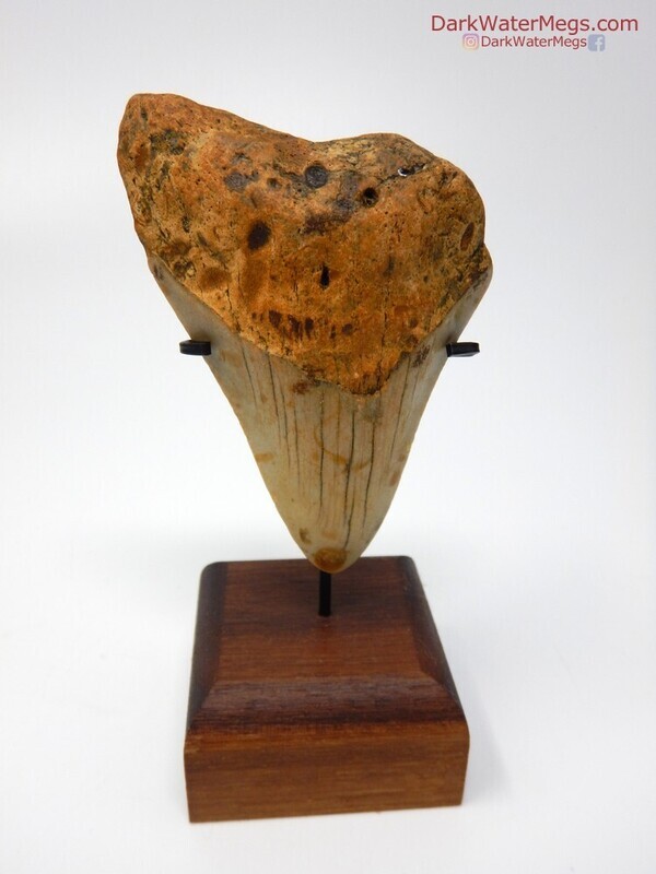 2.91" baby orange megalodon with stand