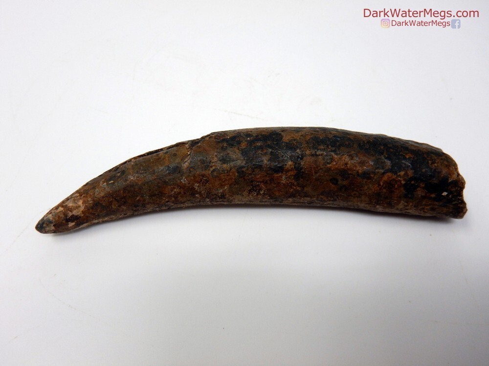 4.04&quot; long curved whale fossil