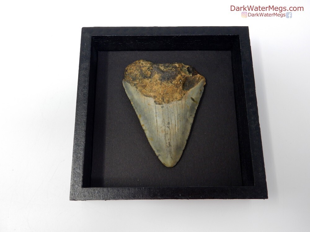 2.82&quot; light megalodon in frame