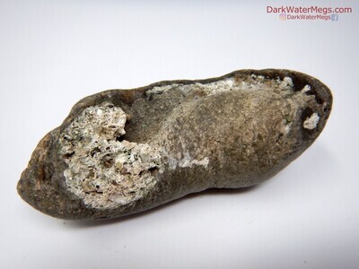 4.10" Grey Fossil Whale Ear Bone With Matrix
