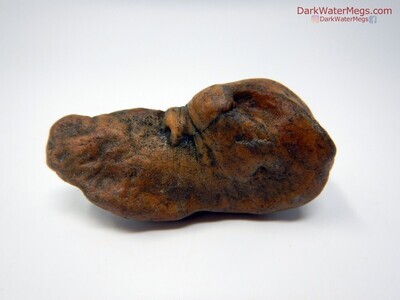 2.65" Baby Fossil Whale Ear Bone