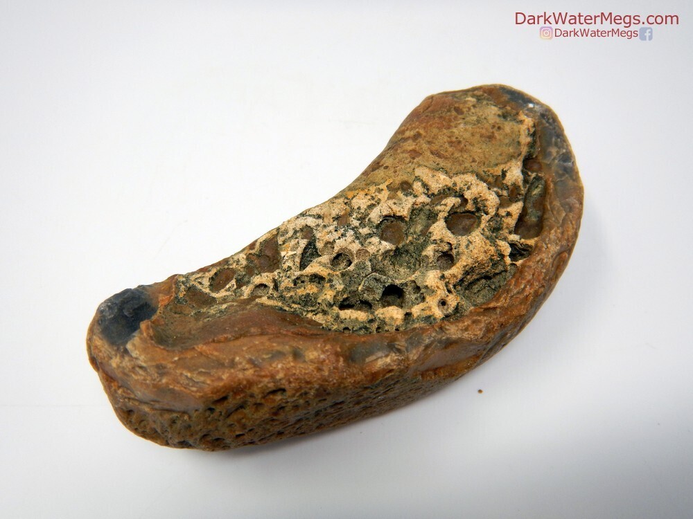 4.12&quot; Orange Fossil Whale Ear Bone With Matrix