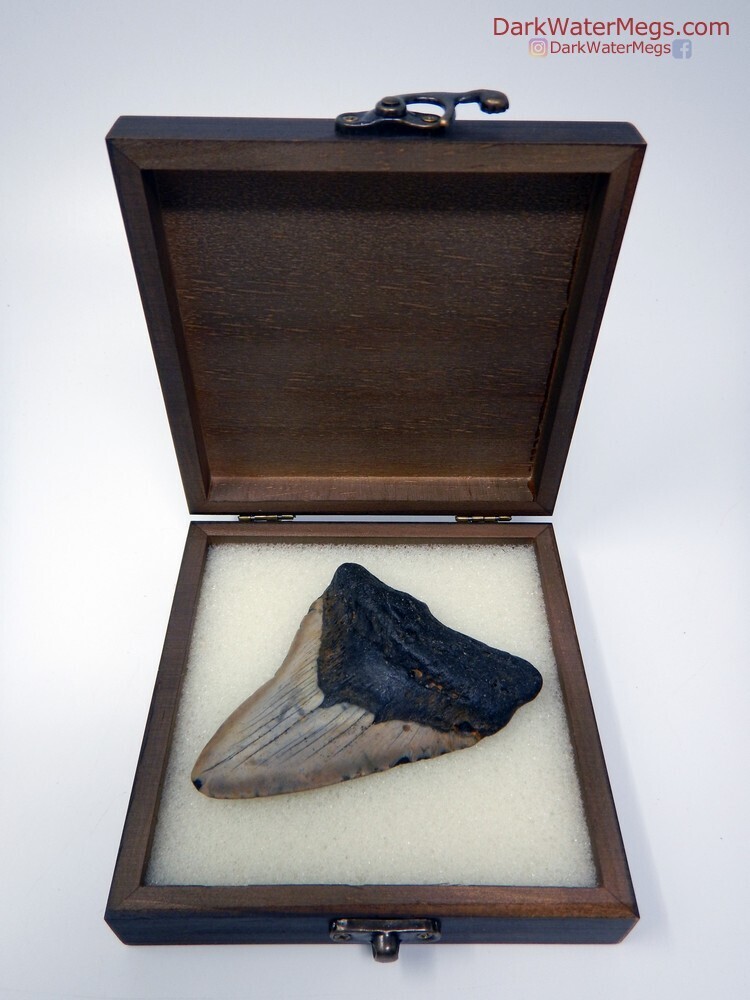 4.12&quot; Dark Root Megalodon In Box