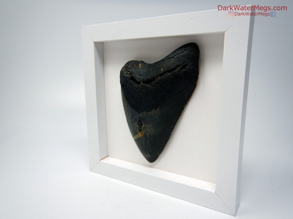 4.51&quot; Framed Megalodon