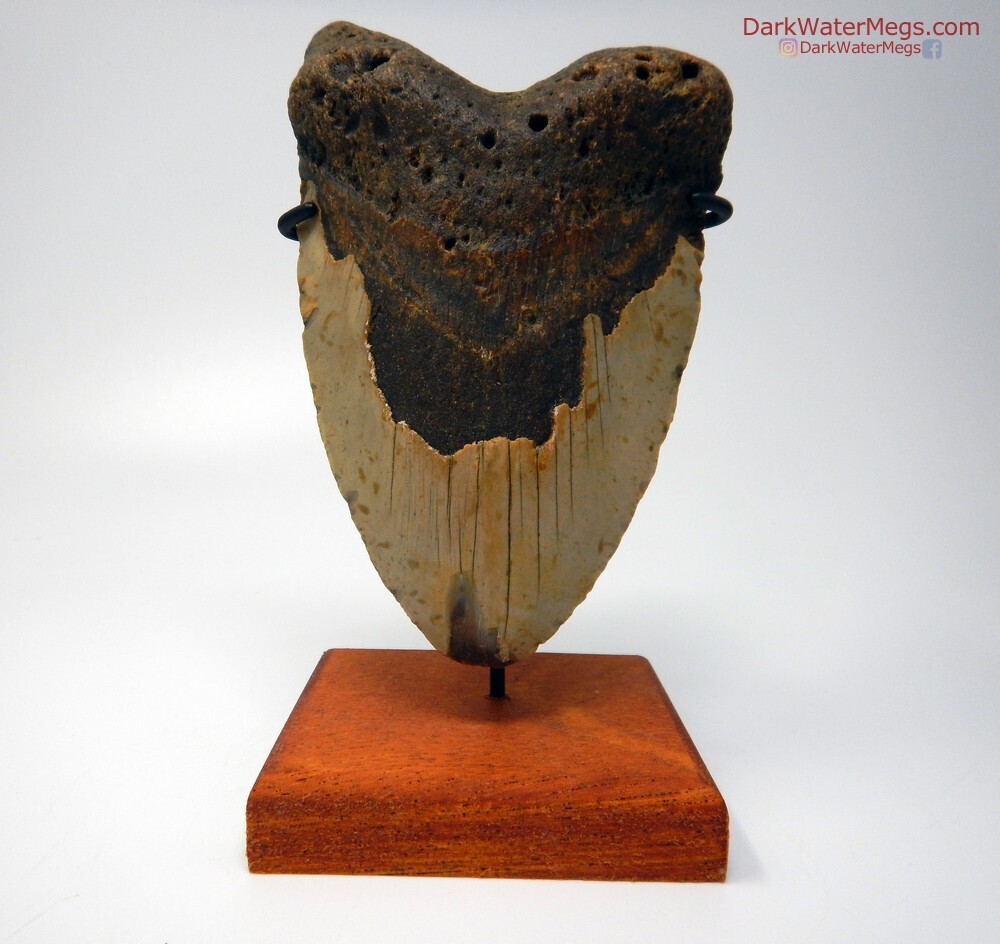 5.96&quot; Monster Deformed Megalodon With Stand