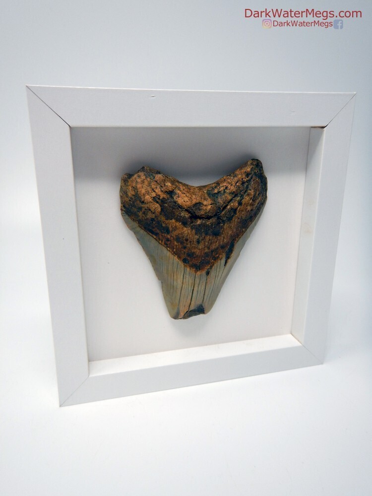 3.67&quot; Framed Megalodon