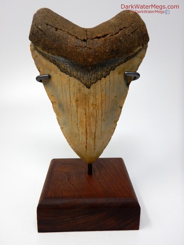 5.12&quot; Gorgeous Megalodon With Stand