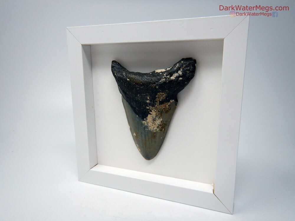 3.94&quot; Uncleaned Framed Megalodon