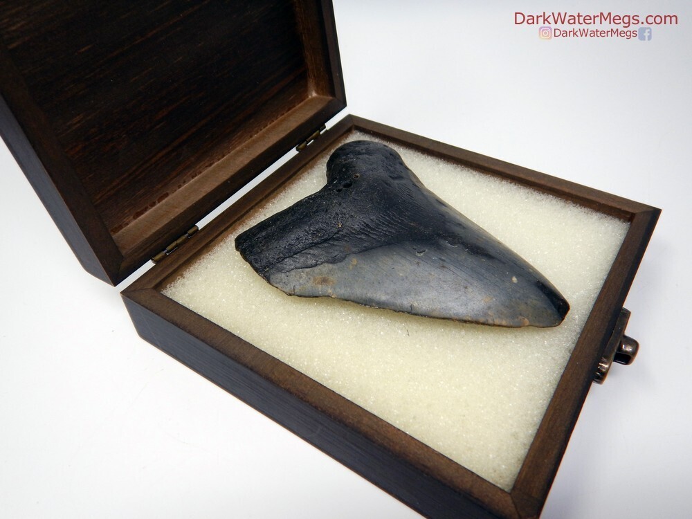 4.39&quot; Black Megalodon In Box