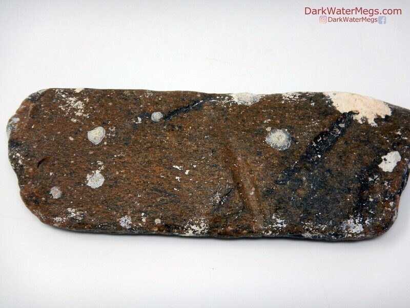6.57&quot; Bite Marked Whale Rib Fossil