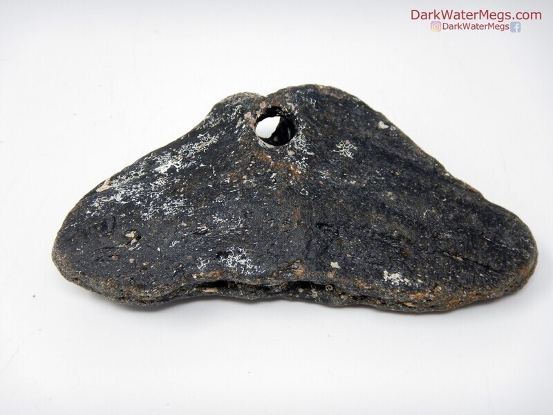 4.72&quot; Large Uncleaned Fossilized Fish Tail