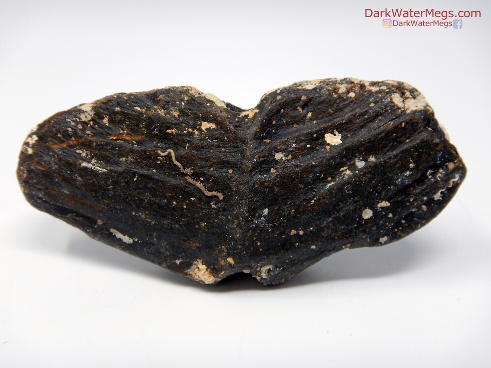 3.92&quot; Fossilized Fish Tail