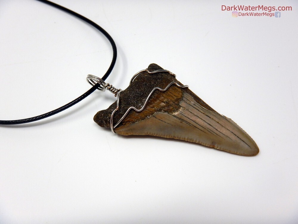 2.29&quot; Fossil Megalodon Necklace