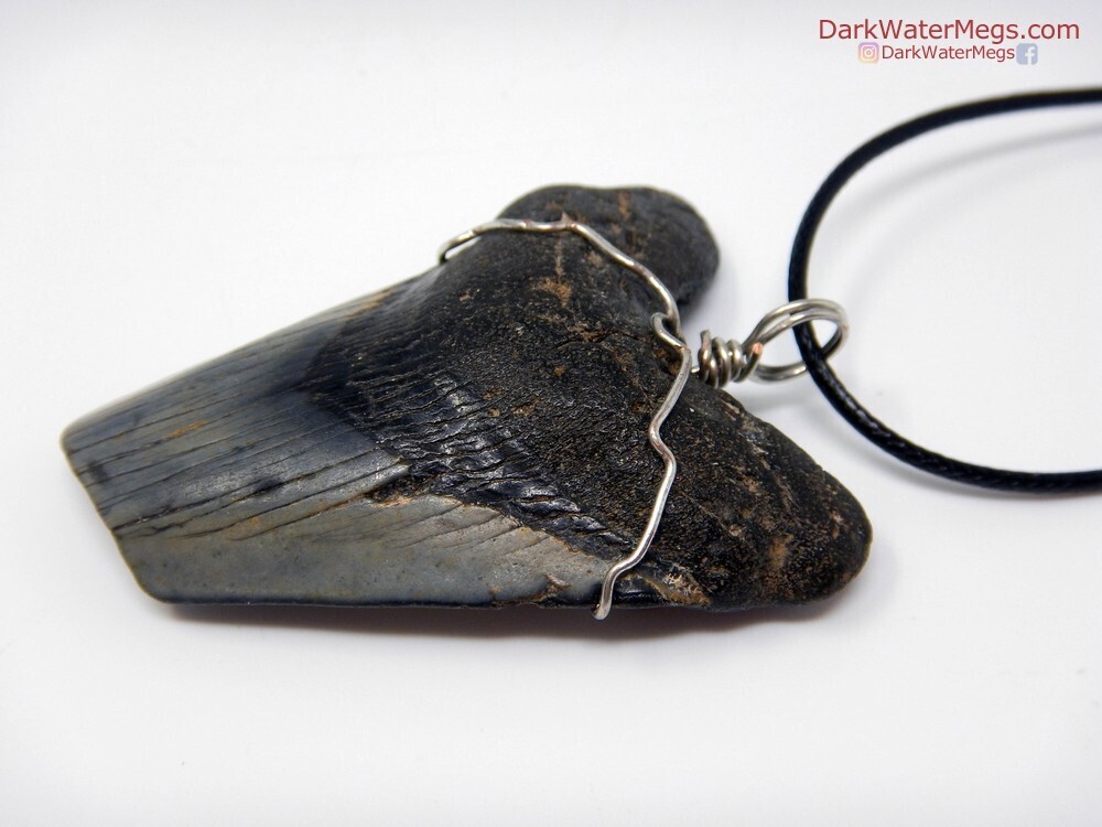 2.34&quot;Contrasting Megalodon Necklace