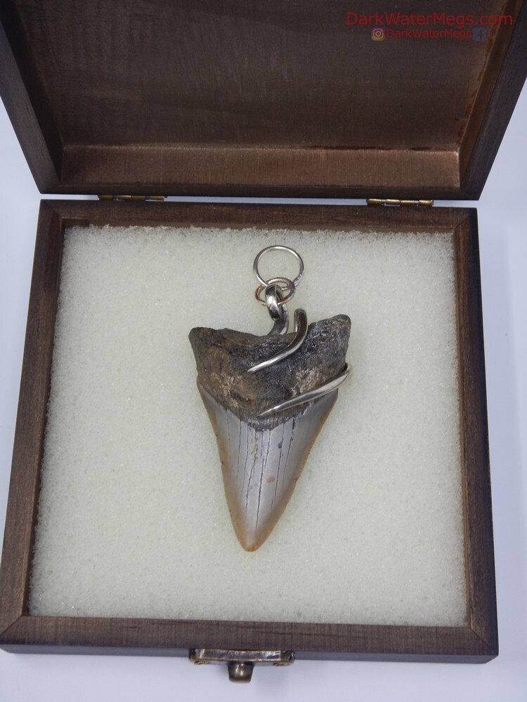 2.81&quot; Fork Wrapped Megalodon Necklace In Box