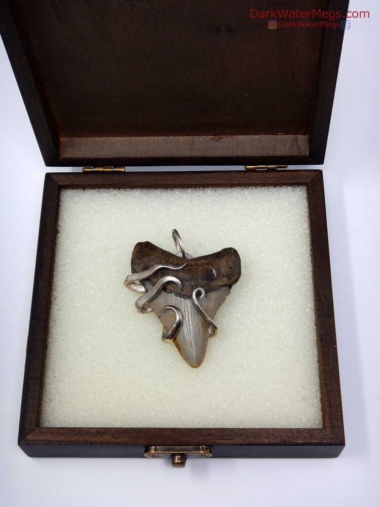 2.43&quot; Fork Wrapped Megalodon Necklace In Box