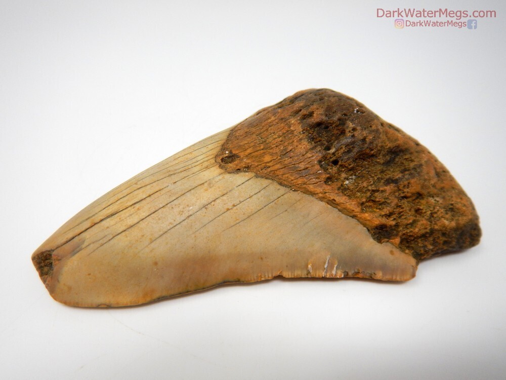 4.54&quot; Orange blade and root megalodon