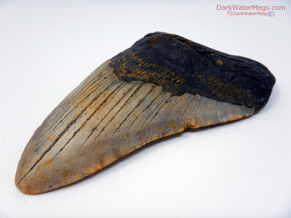 4.81&quot; Slim Fossil Megalodon