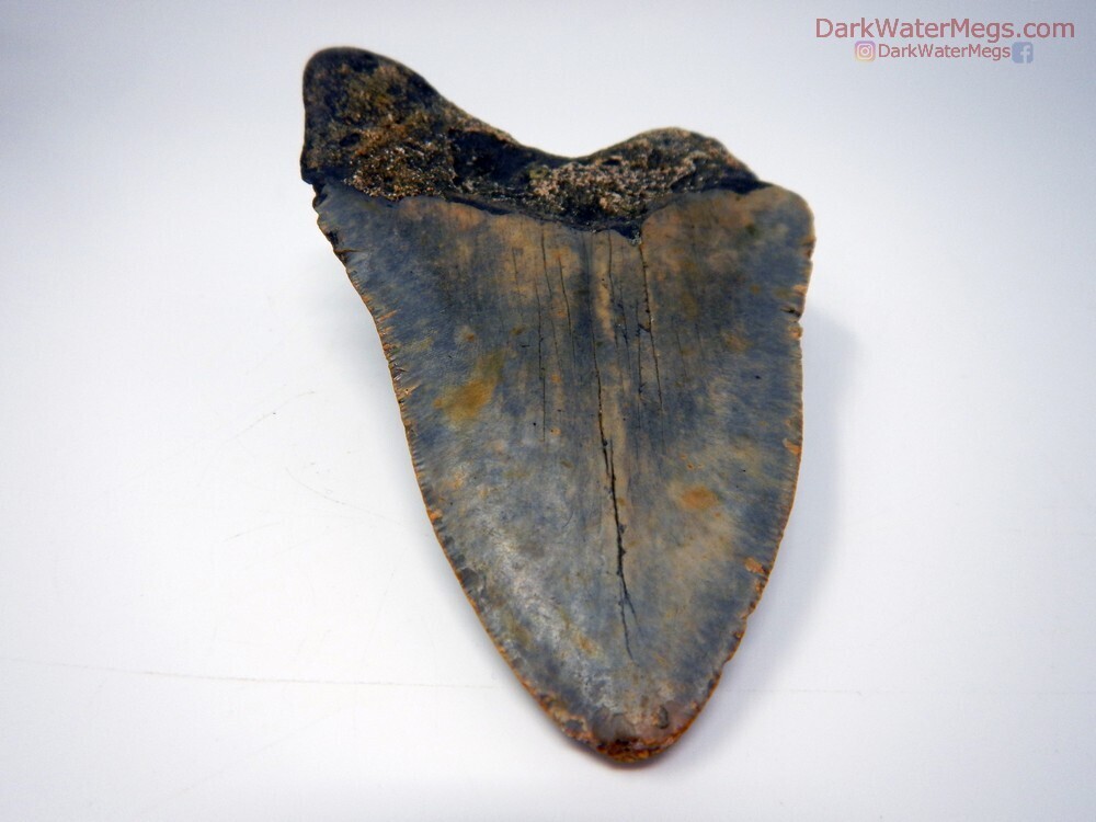 4.68&quot; Blue and Grey Bladed Megalodon