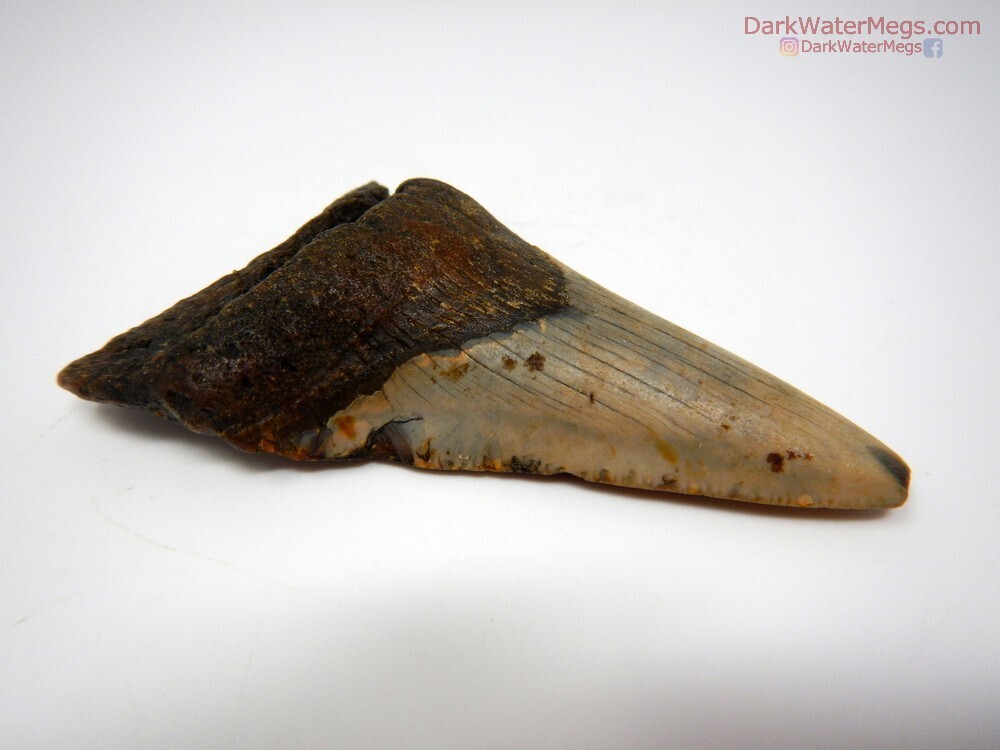 3.45&quot; Slim Megalodon Fossil