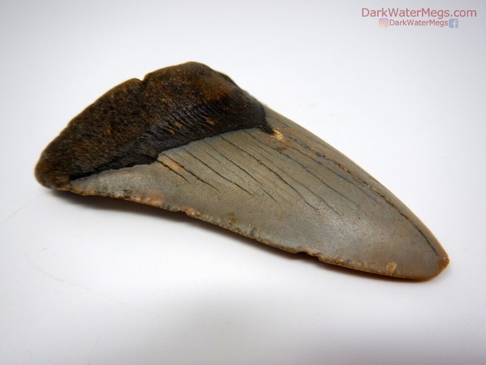 3.44&quot; Contrasting Megalodon Fossil