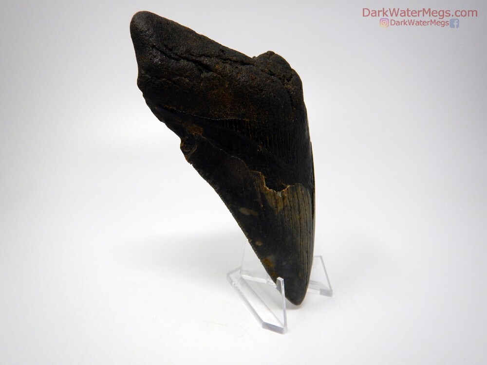 5.48&quot; bargain megalodon fossil with stand