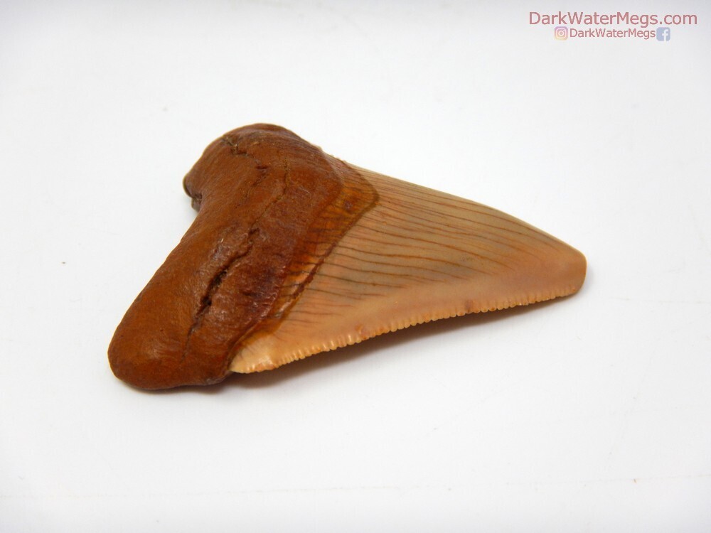 1.92&quot; stunning orange megalodon tooth