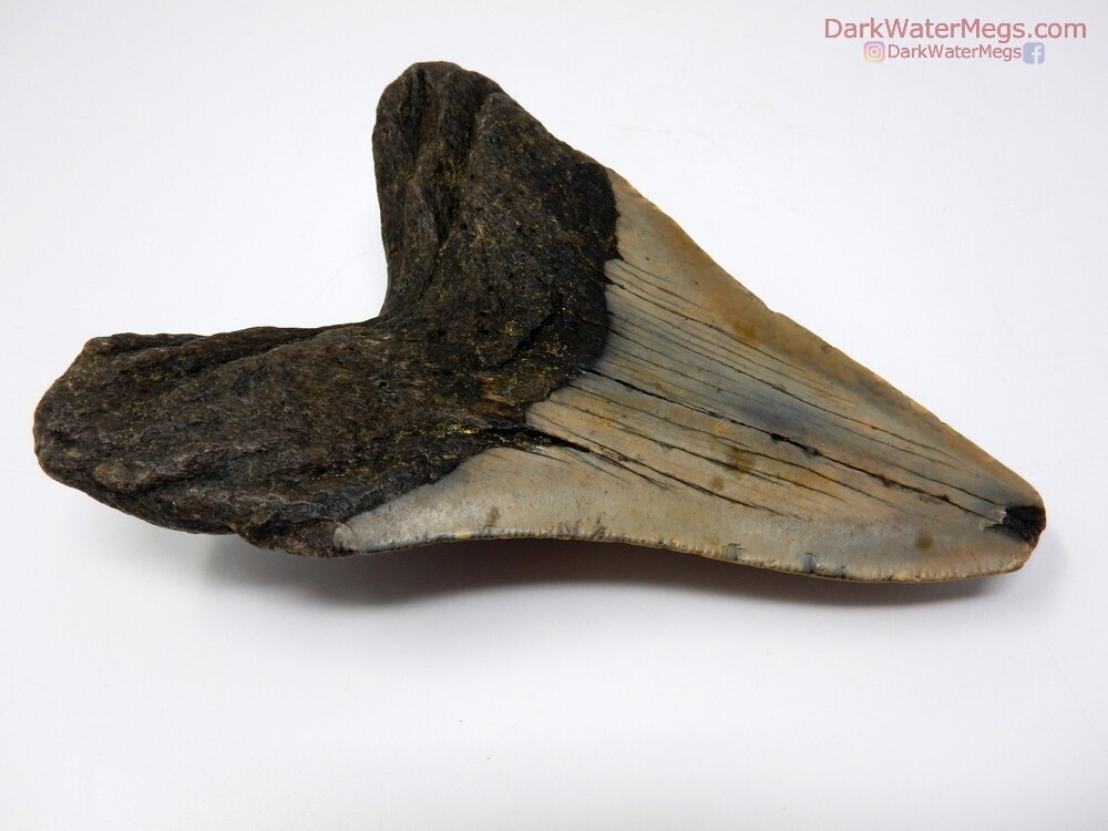 4.54&quot; skinny lower megalodon