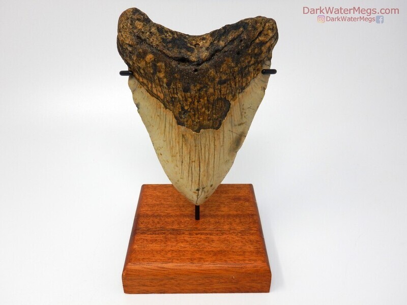 5.27" orange and tan megalodon