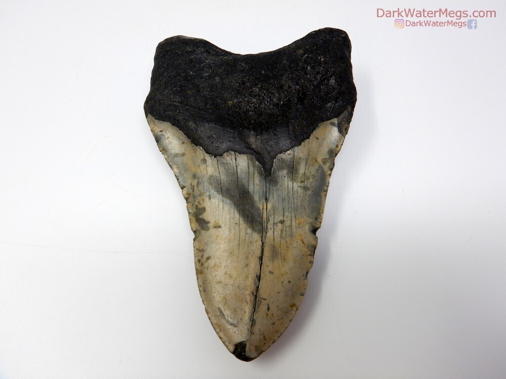 5.16&quot; slender lower megalodon